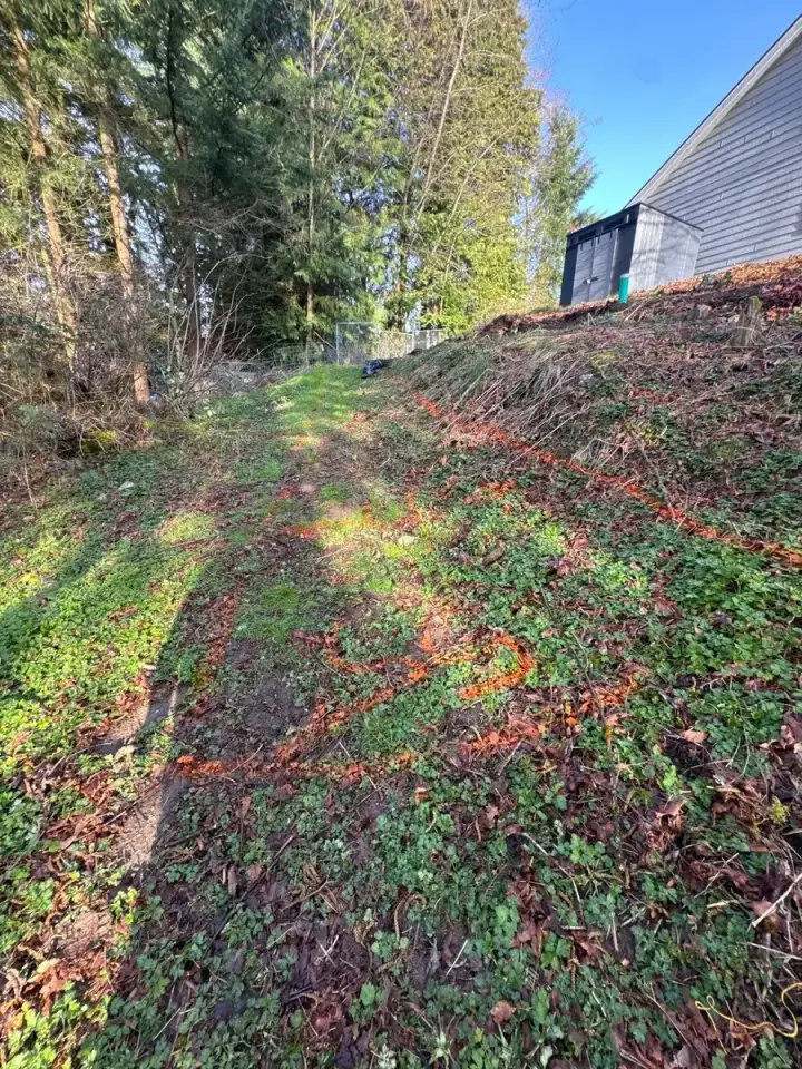Before - Backyard Renovation